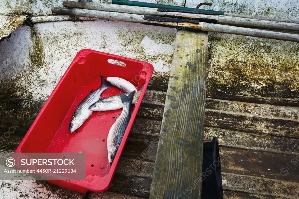 A red plastic box with four freshly caught fish, in the bottom of a wooden boat.
