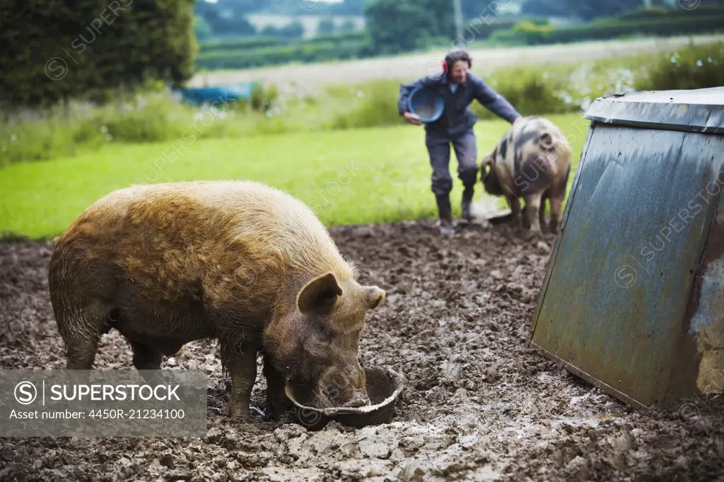 A pig eating from a bucket, a woman and a pig in the background.