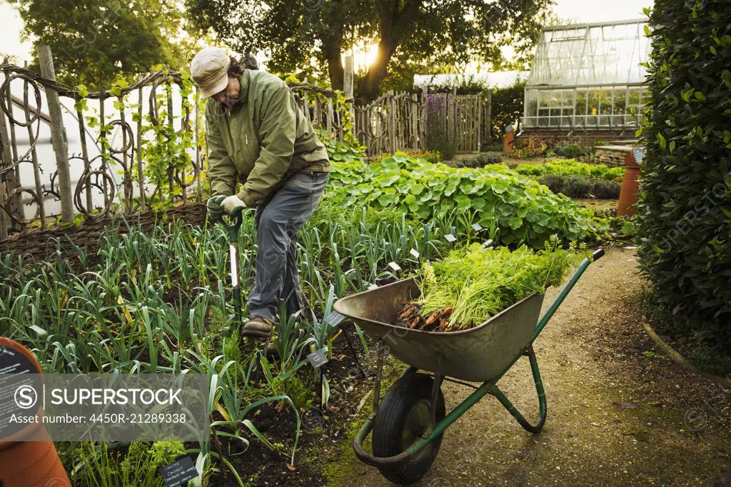 A person digging with a spade in a vegetable garden.