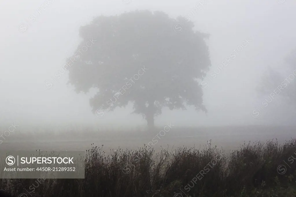A single tree standing shrouded in mist.