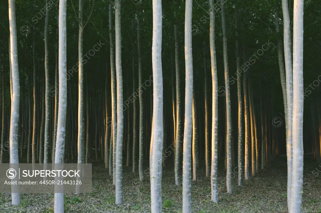 A plantation of poplar trees, commercial tree farm.