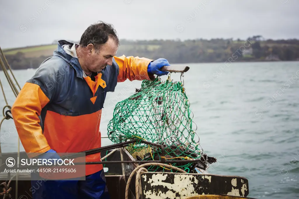 Traditional Sustainable Oyster Fishing. A fisherman opening a fishing creel  on a boat deck. - SuperStock
