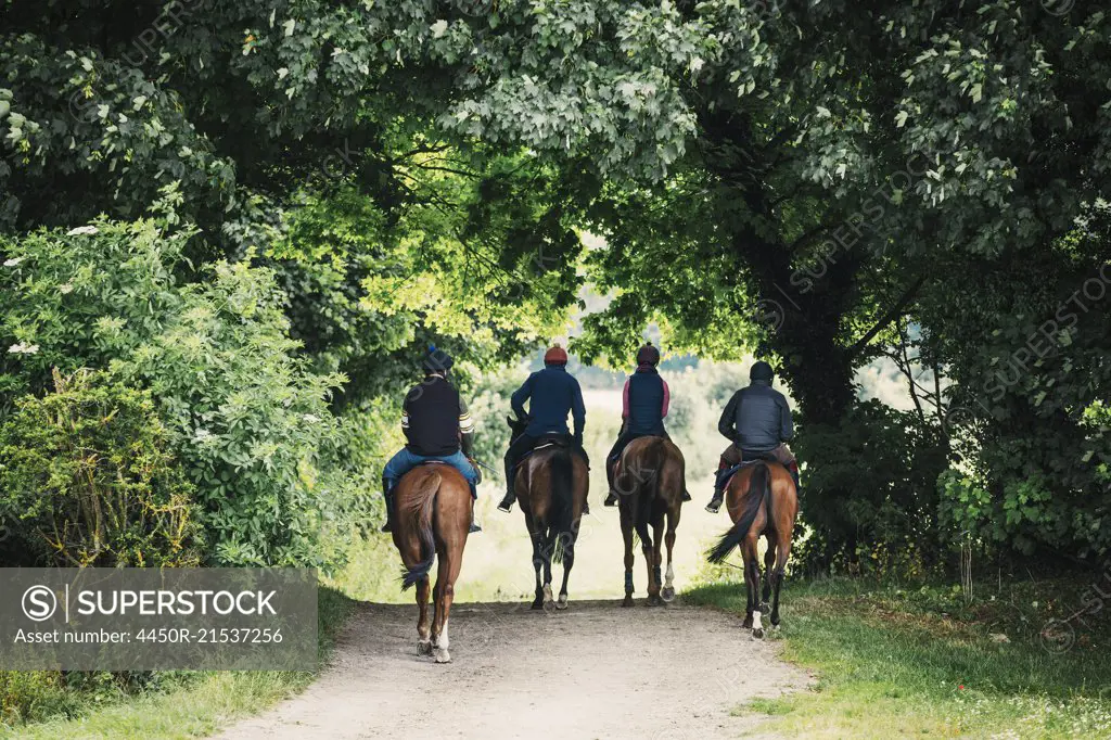 Rear view of a four riders on brown horses riding along a path.