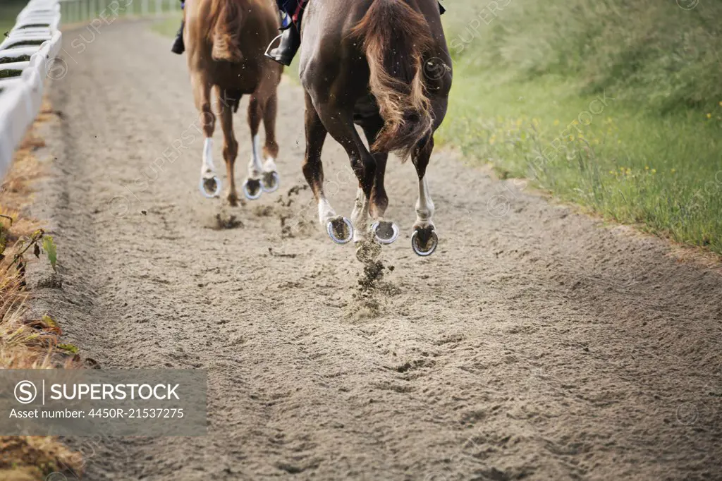 Two horses and riders on a gallops path, racing against each other in a training exercise. Racehorse training.