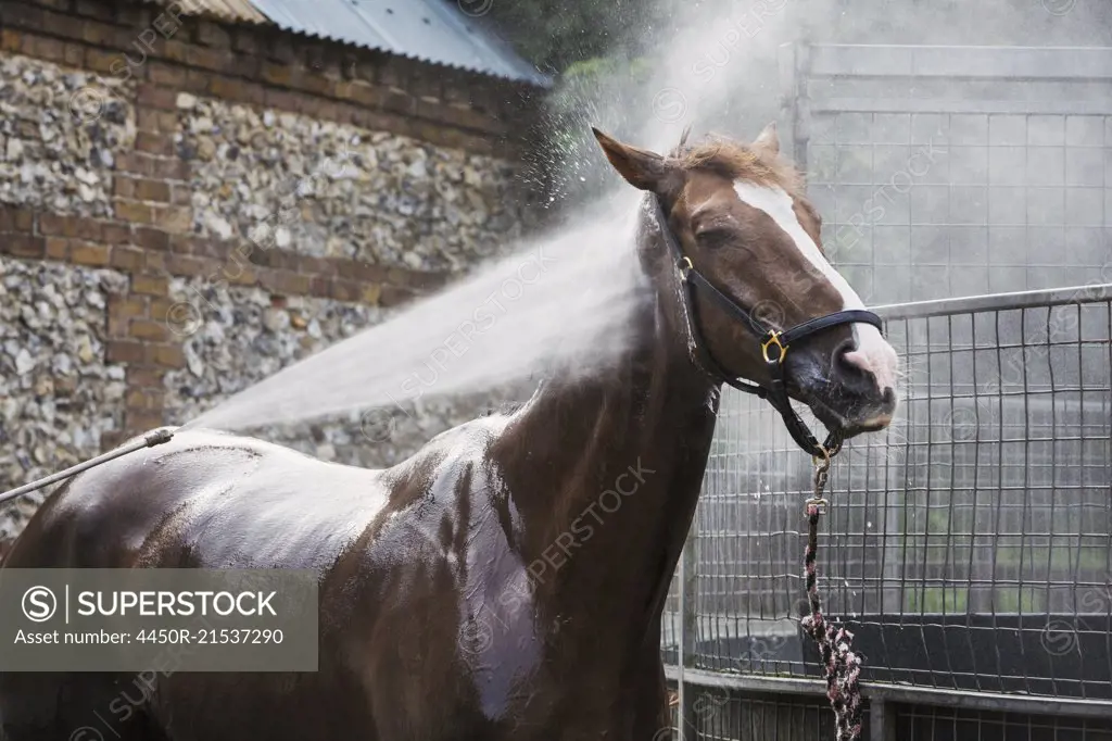 A thoroughbred horse being hosed down in a stable yard after exercise.