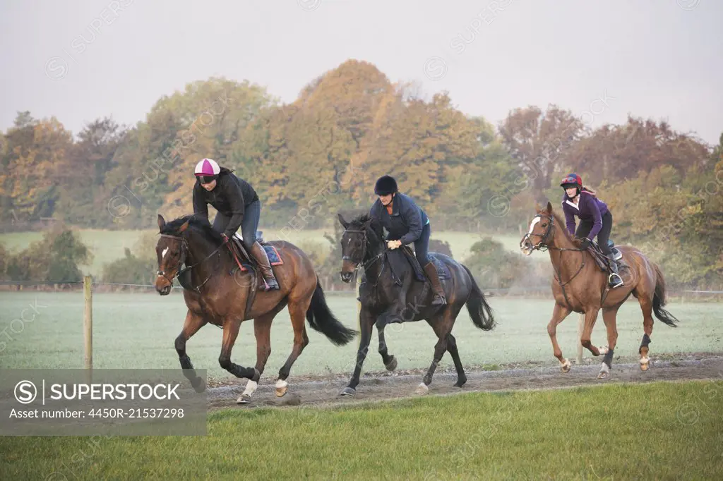 Race horses on the gallops. Three riders and horses galloping along a cinder path.