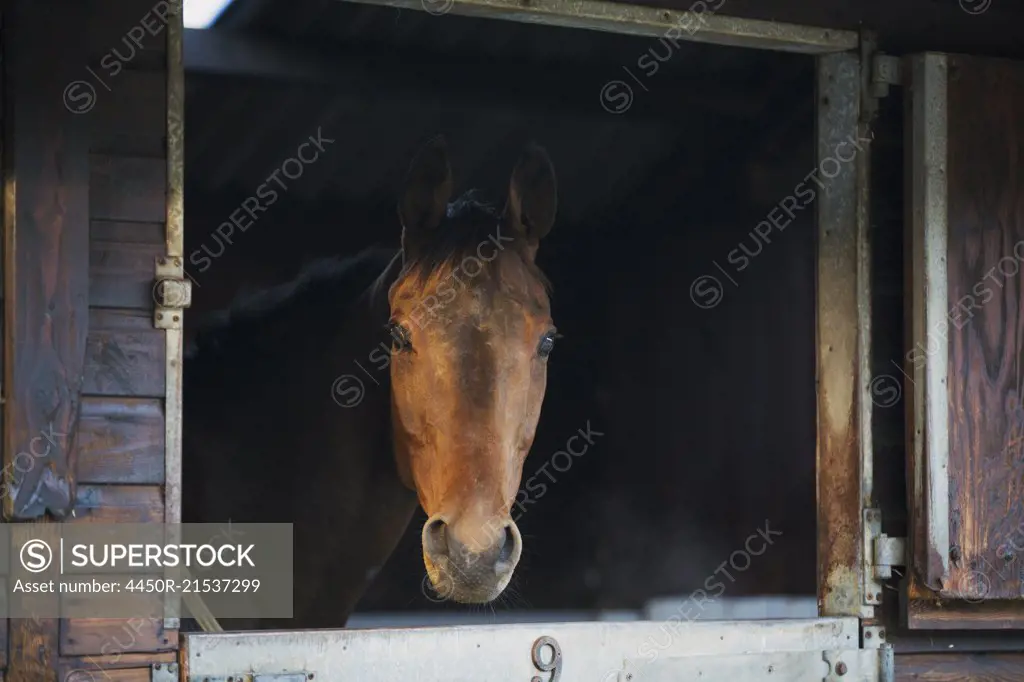 A thoroughbred bay horse, head of the animal, looking out of a stable.