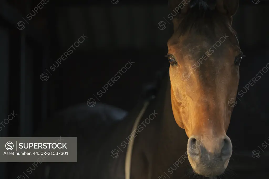 A thoroughbred bay horse, head of the animal, at a stable door.