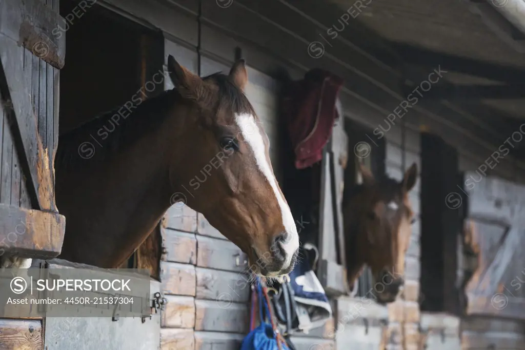 Two brown horses looking out of their box stalls at a stable.