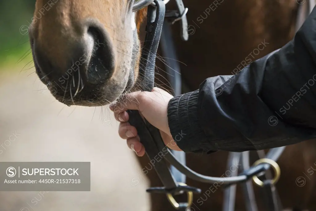 Close up of a human hand holding a brown horse by the bridle.