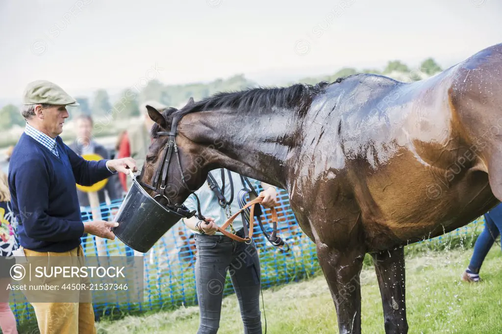 Man holding a bucket, giving water to a sweating race horse after a race.