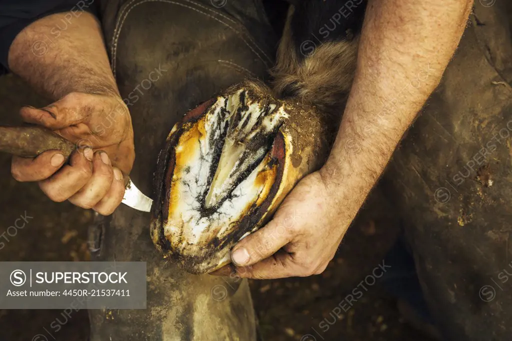 A farrier bending and holding a horse's hoof and paring and clearing the underside.