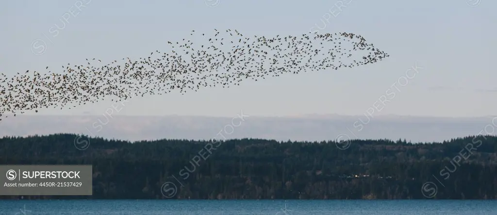 A flock of birds flying over a forest by a lake in a rural landscape.