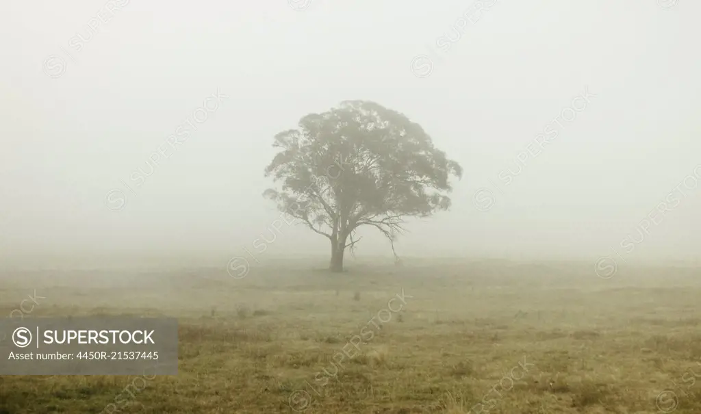 Tree standing in a misty field.