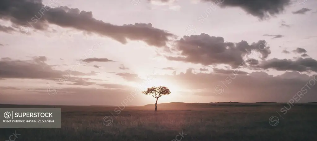 A tree growing in a flat grassland landscape at dusk.