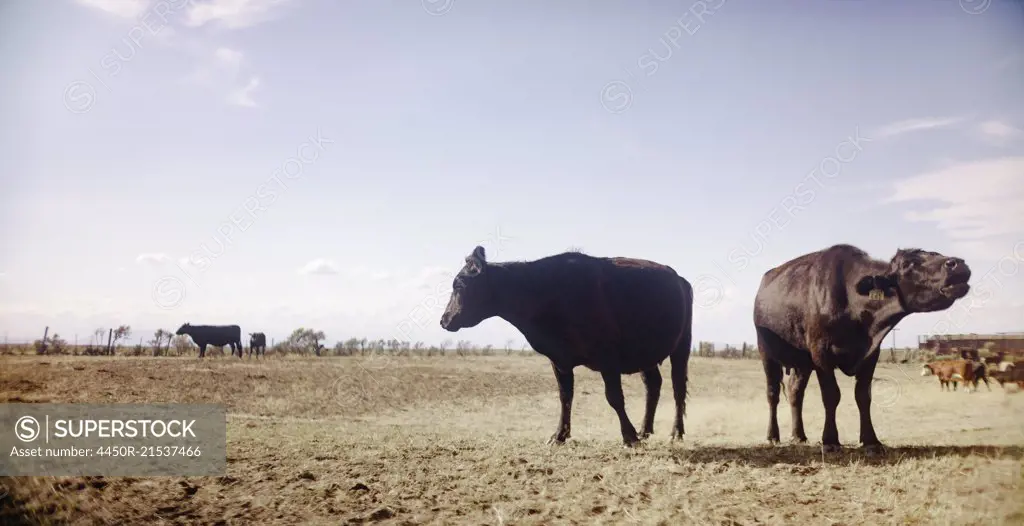 Cows in a rural scrubland landscape.