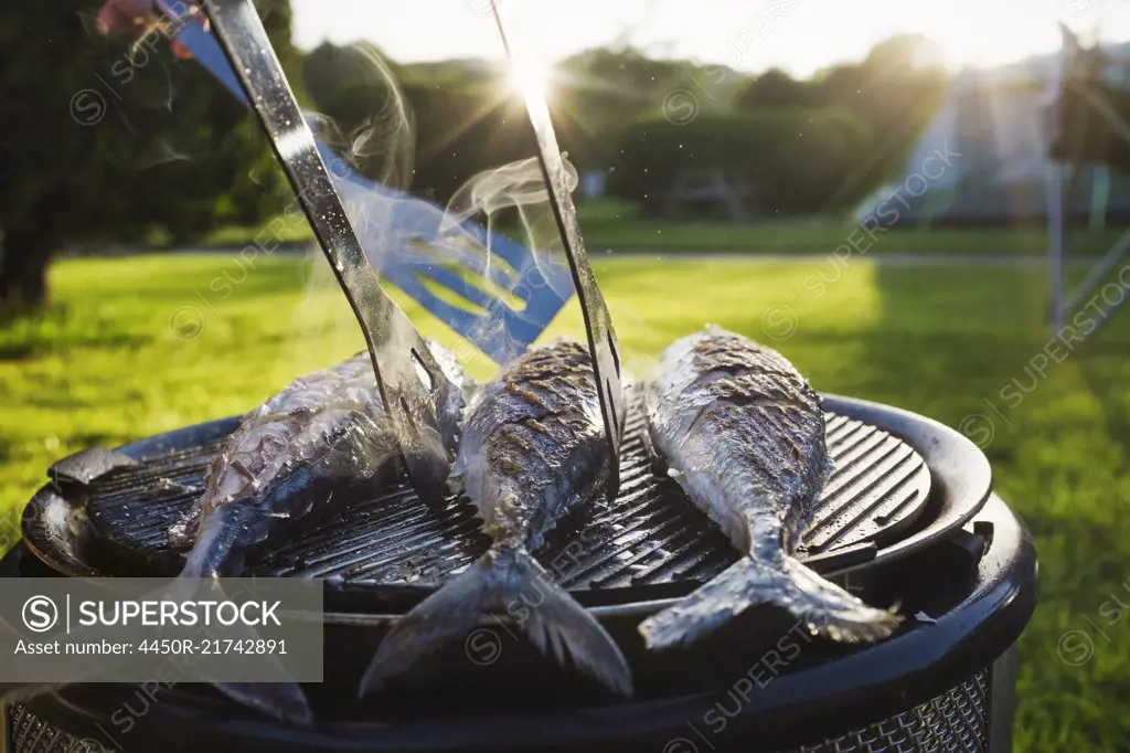 A small barbeque with three fresh mackerel fish on the grill, and a person using tongs to turn the fish.
