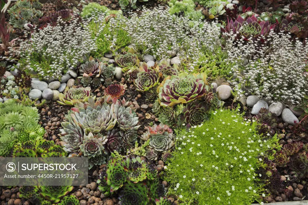 High angle view of flower bed with selection of succulent plants in a garden.
