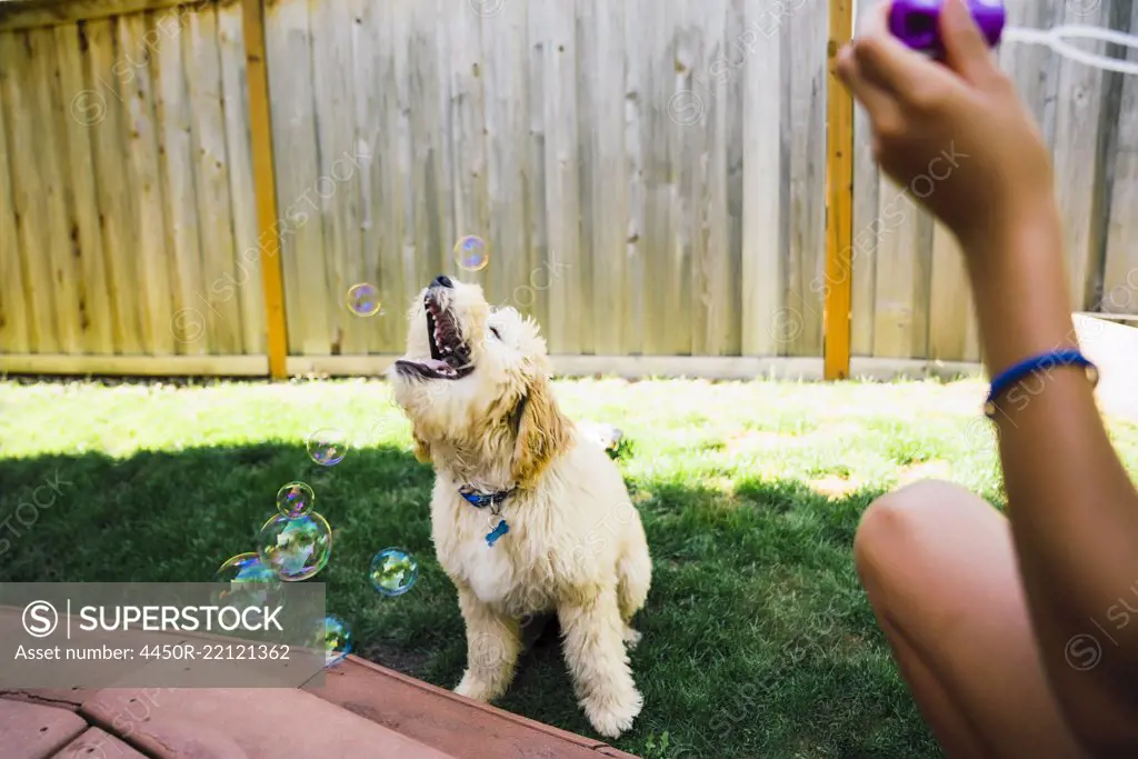 Tween Girl Blowing Bubbles with Labradoodle Puppy in Backyard