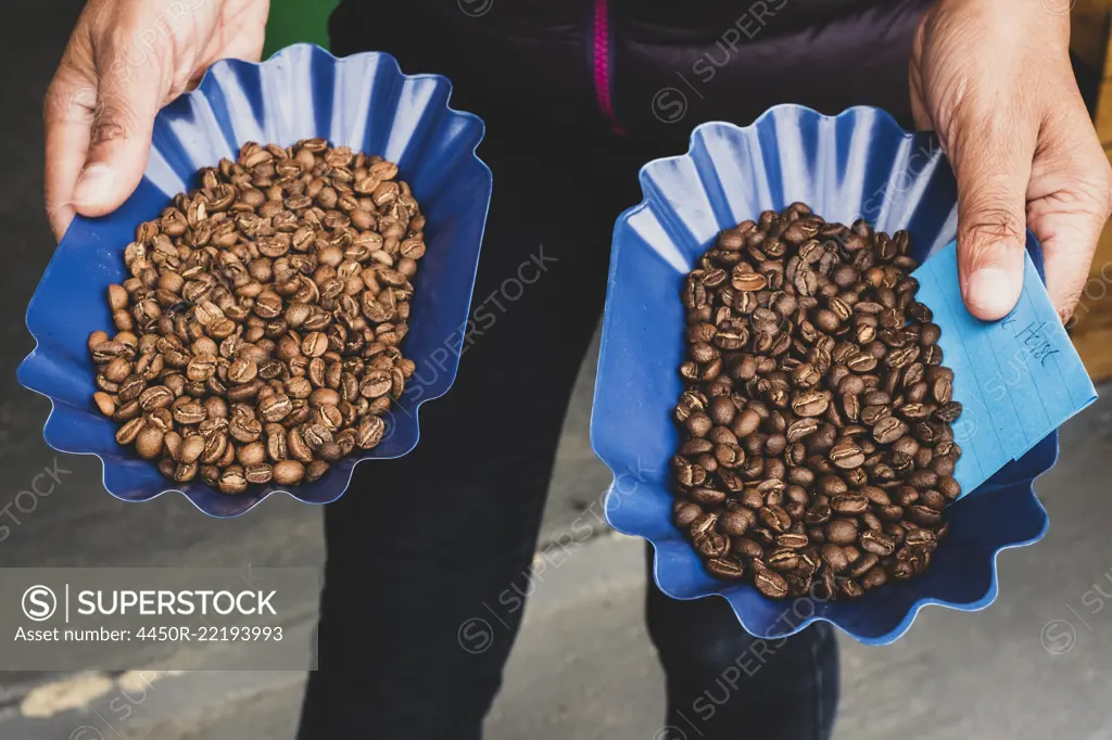 High angle close up of person holding two blue trays with freshly roasted coffee beans, one light and one dark roast.