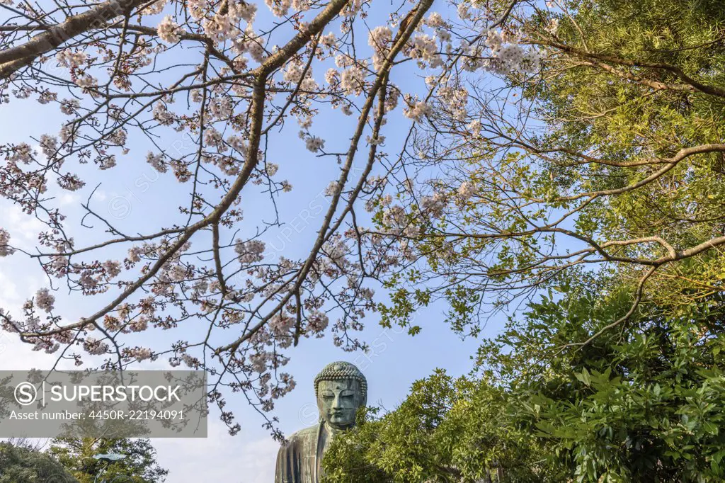 Buddha statue and Cherry blossoms, Kamakura, Japan.