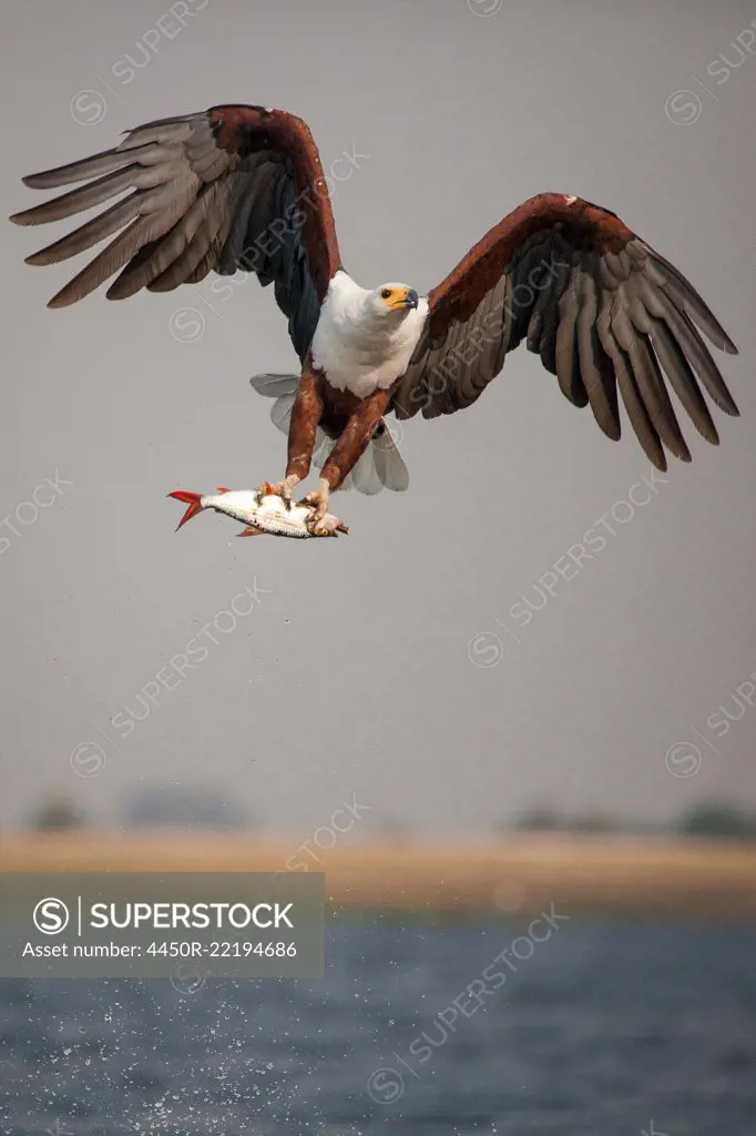 An African fish eagle, Haliaeetus Vocifer, flies over water, claws