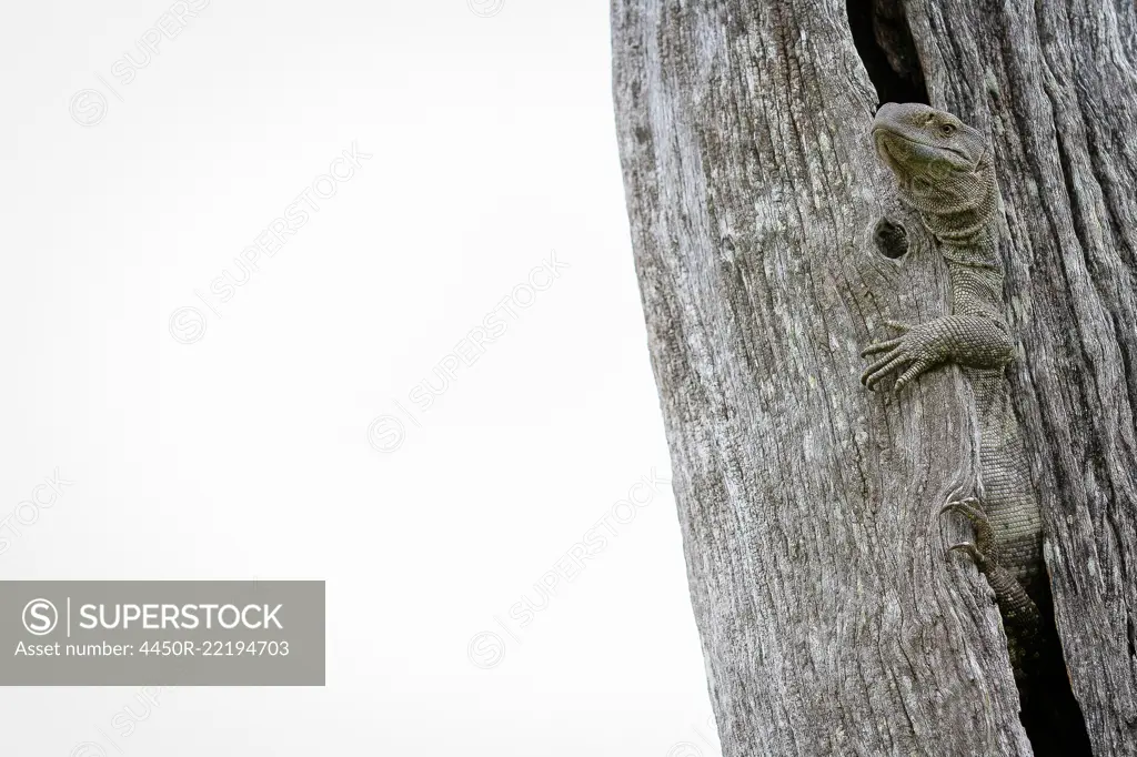A rock monitor lizard, Varanus albigularis, hugs a vertical dead tree, whited out background