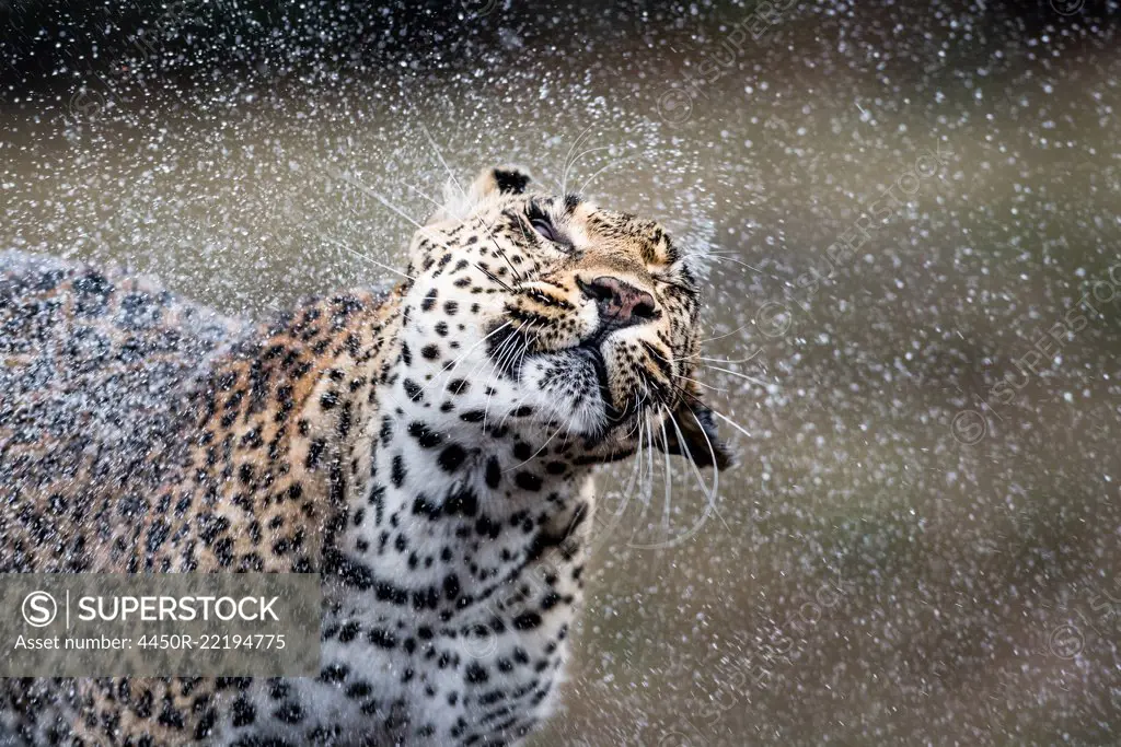 A leopard, Panthera pardus, shakes water off itself, water sprays droplets in the air, wet fur, eyes closed