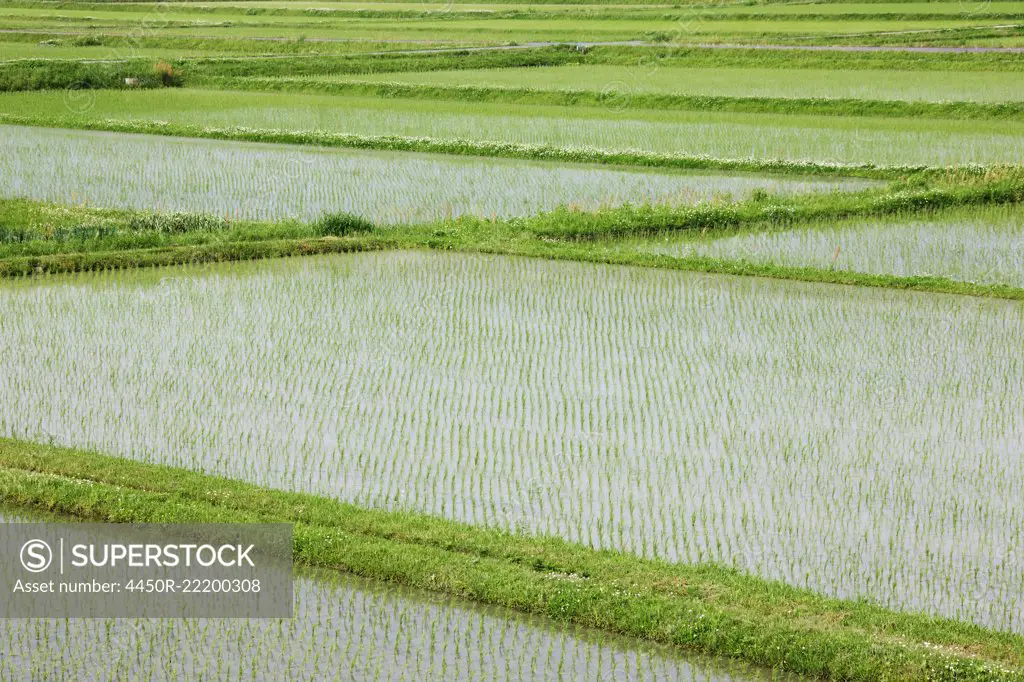 Flooded Rice Paddy Field