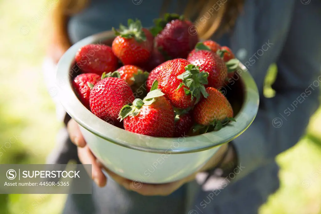 Outdoors in summer. On the farm. A woman carrying a bowl of organic fresh picked strawberries.