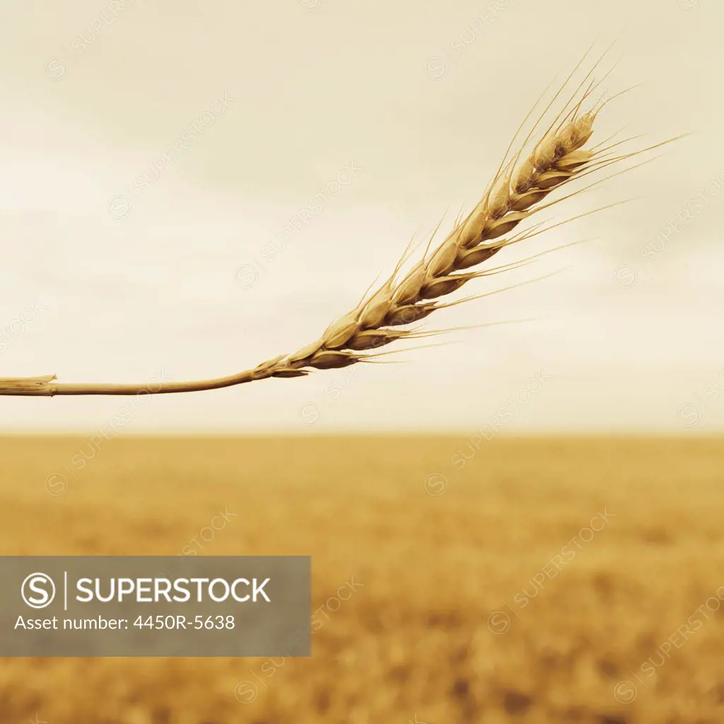 A stalk of wheat with a ripening ear at the top. A background of a ripening ear. A food crop in the background.