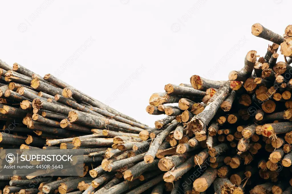 A stack of cut timber logs, Lodge Pole pine trees at a lumber mill.