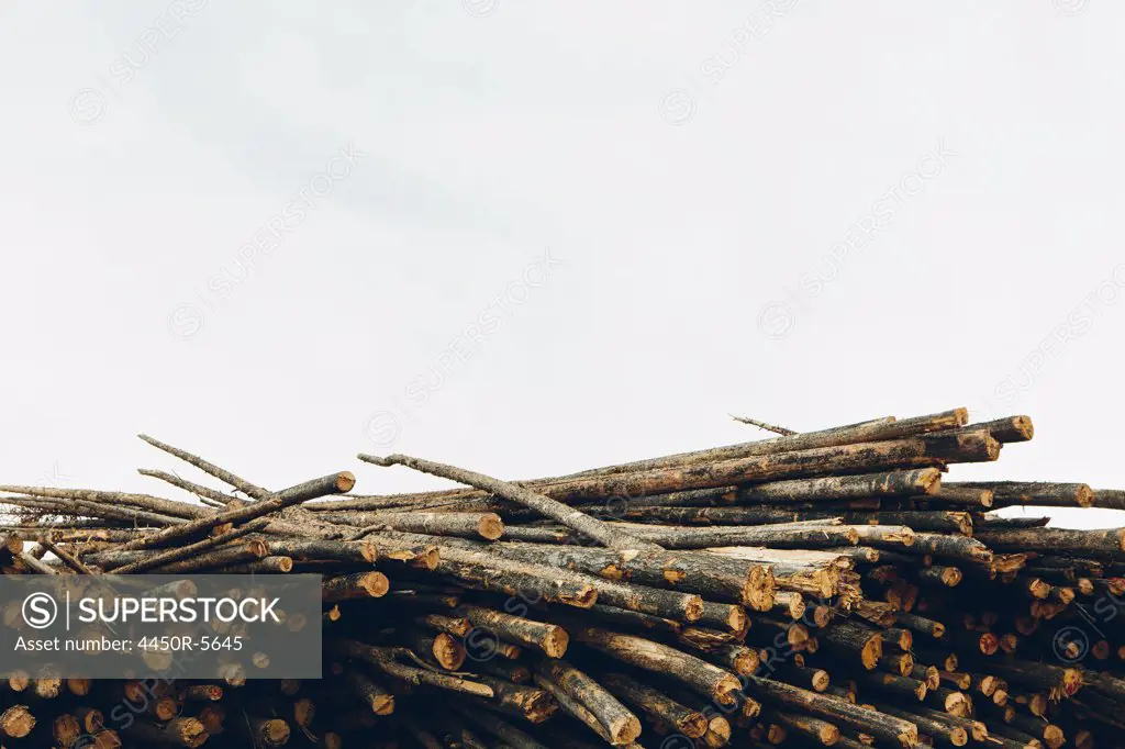A stack of cut timber logs, Lodge Pole pine trees at a lumber mill.