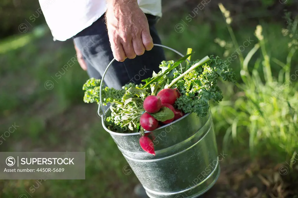 An organic farm in the countryside near Woodstock. Summer party. A man carrying a metal pail of harvested salad leaves, herbs and vegetables.