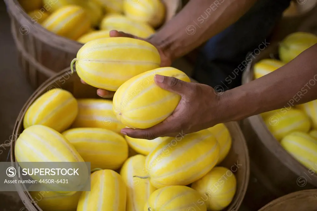 A farm growing and selling organic vegetables and fruit. A man harvesting striped squashes.