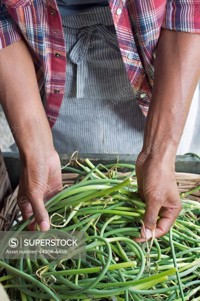 Organic Farming. A man packing green beans in a crate.