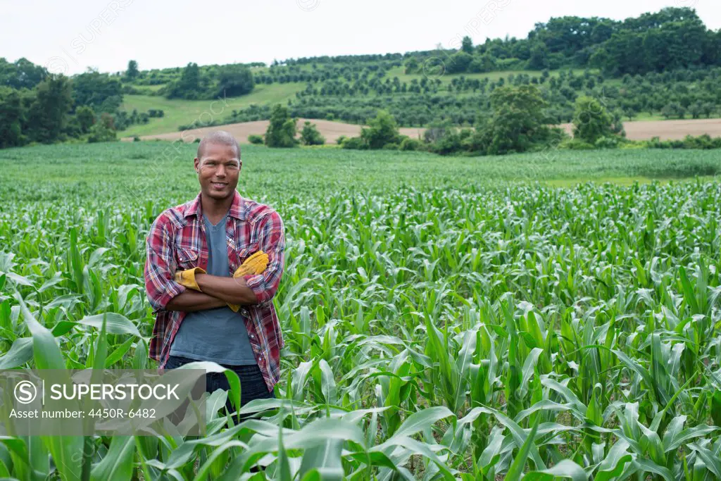 A man standing in a field of corn, on an organic farm.