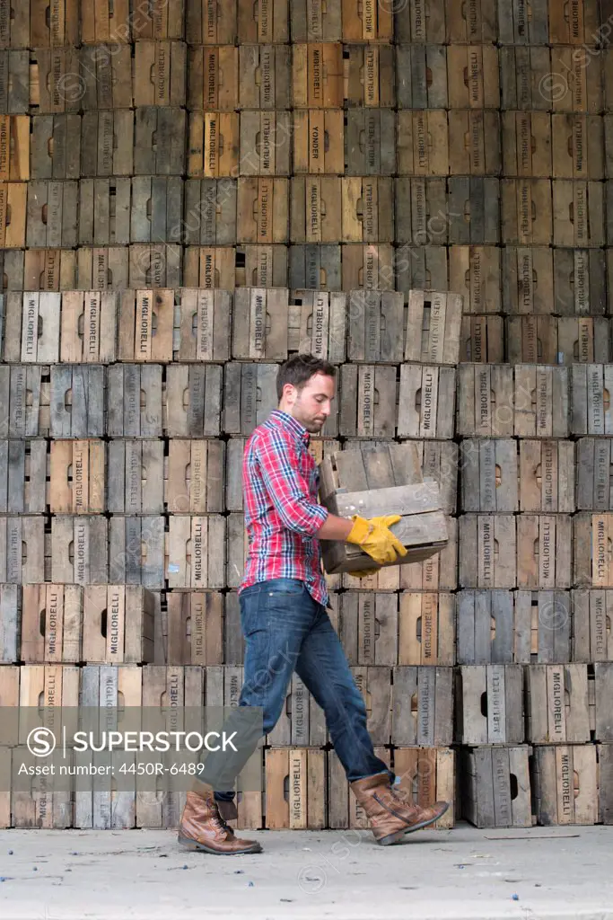 A farmyard. A stack of traditional wooden crates for packing fruit and vegetables. A man carrying an empty crate.