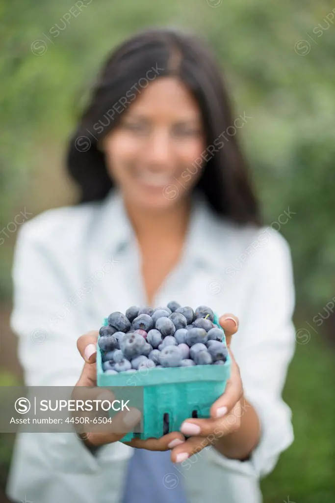 Organic Farming. A woman holding a punnet of fresh picked organic blueberries, Cyanococcus.