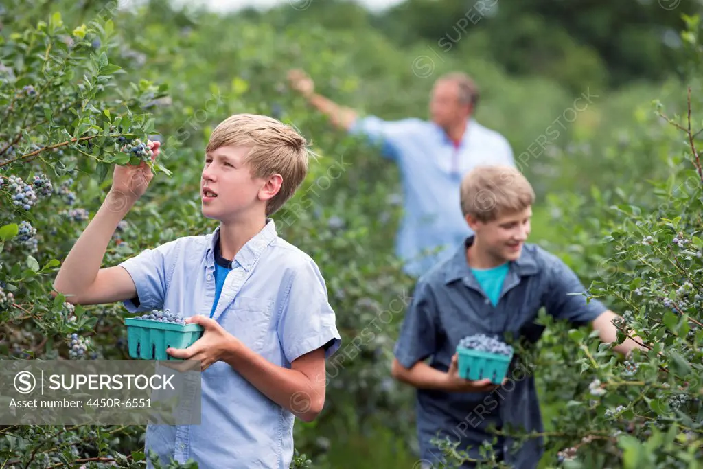 An organic fruit farm. A family picking the berry fruits from the bushes.