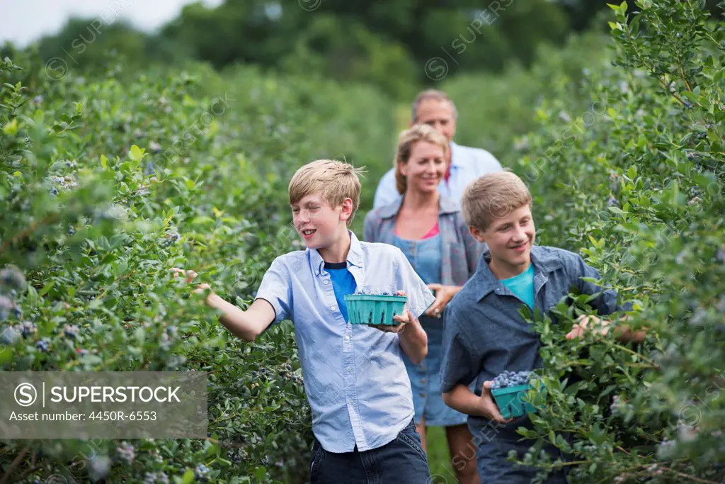 An organic fruit farm. A family picking the berry fruits from the bushes.