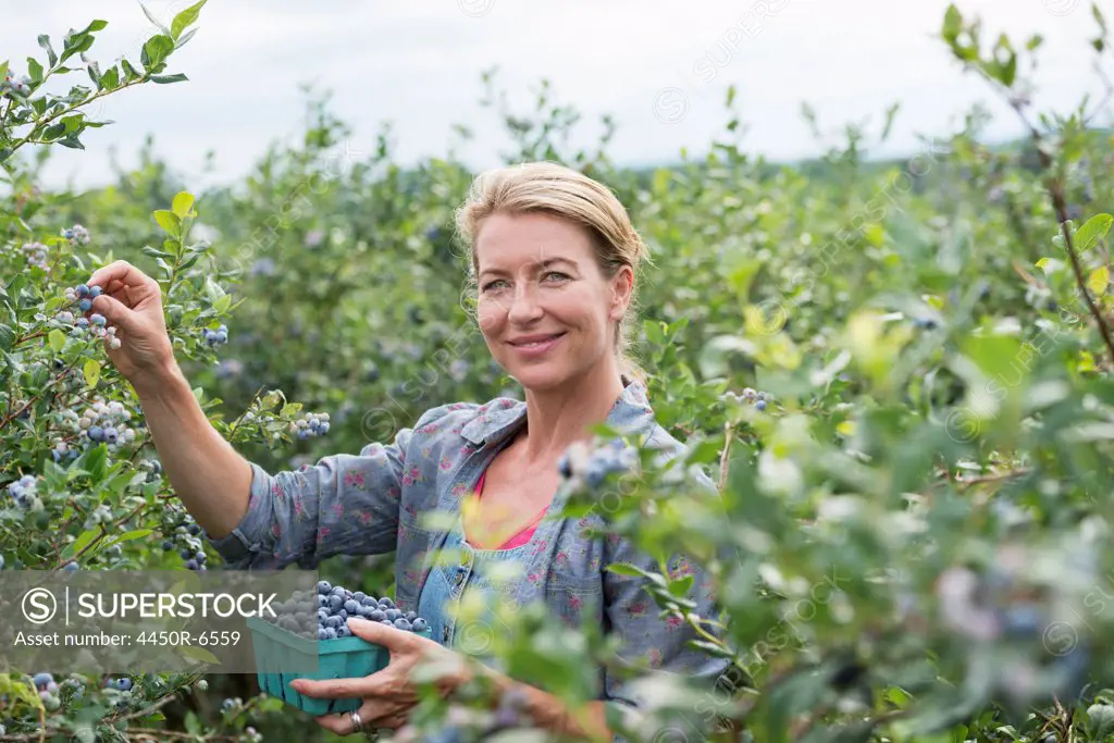 An organic fruit farm. A woman picking the berry fruits from the bushes.