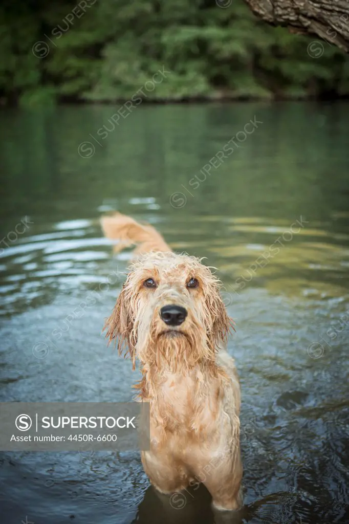 A golden labradoodle standing in the water looking up expectantly.