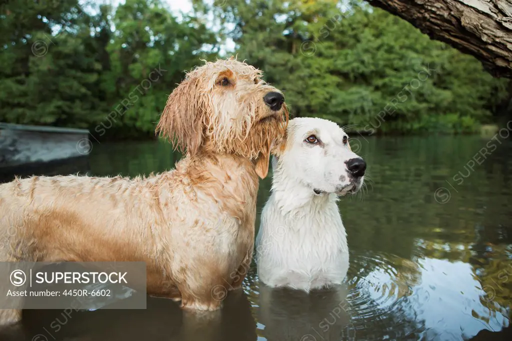 A golden labradoodle and a small white mixed breed dog standing in the water looking up expectantly.