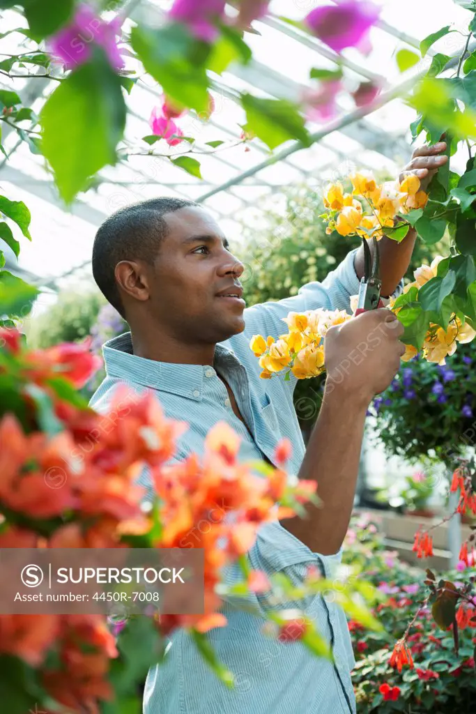 A commercial greenhouse in a plant nursery growing organic flowers. Man working, checking and tending flowers.
