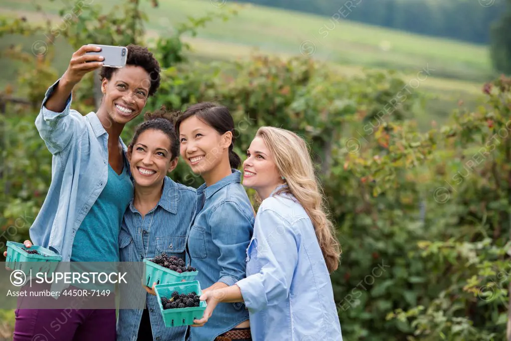 Picking blackberry fruits on an organic farm. Four women posing for a selfy photograph, taken using a smart phone.