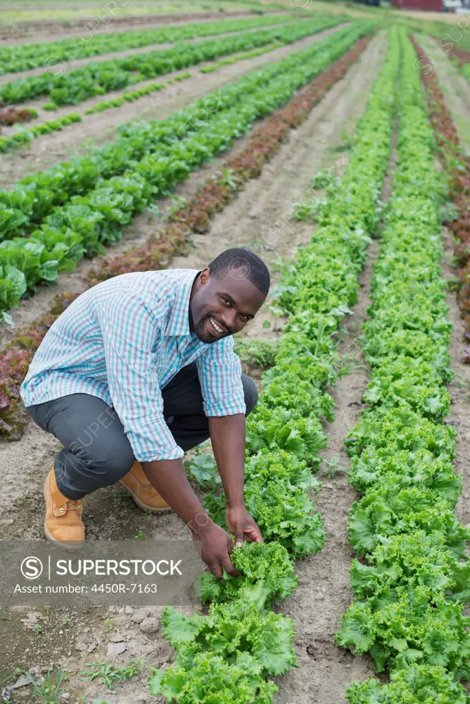 An organic farm growing vegetables. A man in the fields inspecting the lettuce crop.