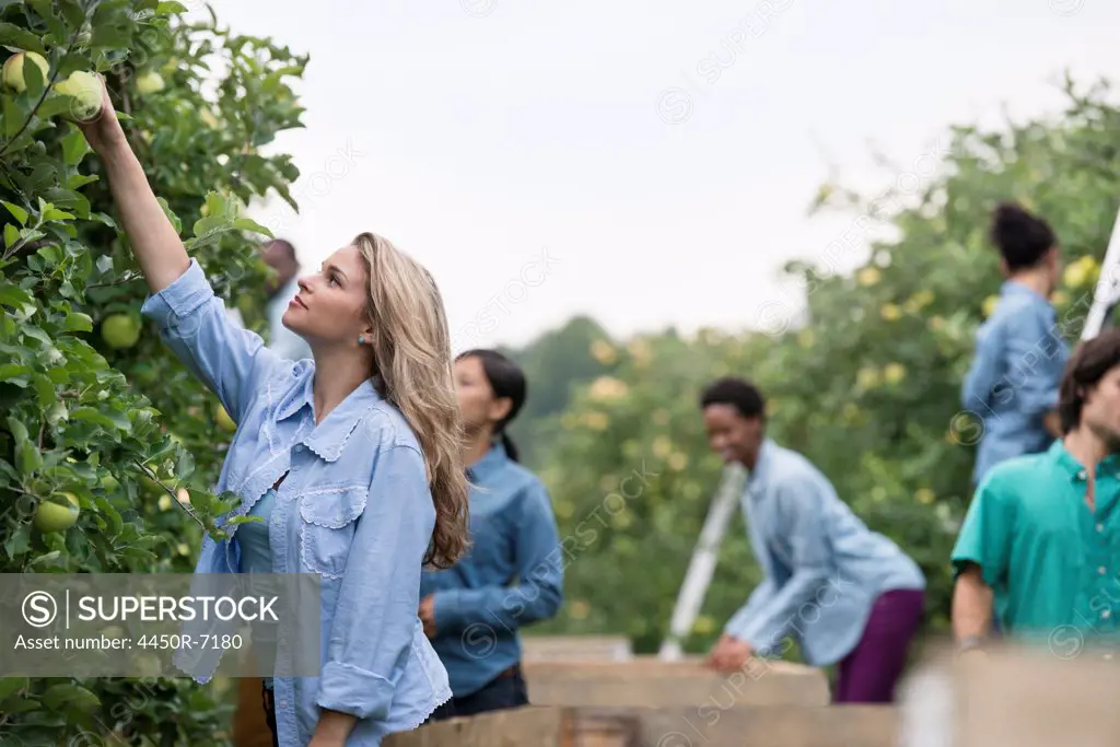 An organic orchard on a farm. A group of people picking green apples from the trees.