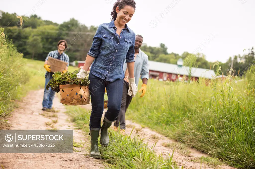 Three people working on an organic farm. Walking along a path carrying baskets full of vegetables.