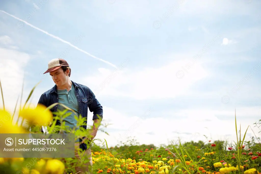 A farmer working in his fields in New York State. A yellow and orange organically grown flower crop.